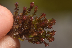 Marsupella emarginata