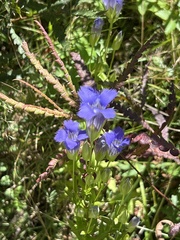 Gentianopsis crinita