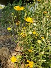 Grindelia hirsutula