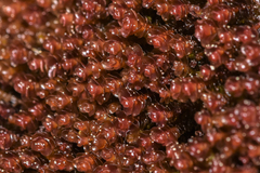 Marsupella emarginata