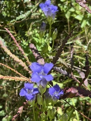 Gentianopsis crinita