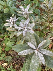 Erysiphe azaleae