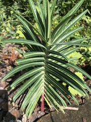 Euphorbia lathyris