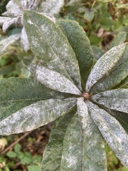 Erysiphe azaleae