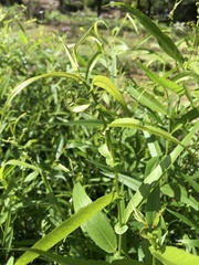 Salix eriocephala