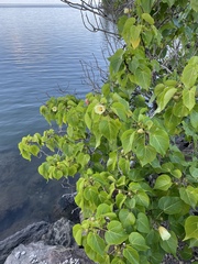 Thespesia populnea