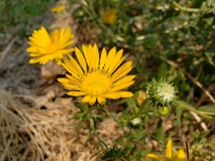 Grindelia hirsutula