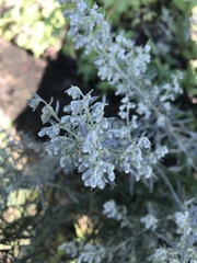 Artemisia ludoviciana