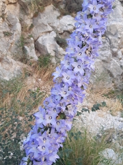 Campanula pyramidalis