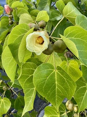 Thespesia populnea