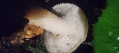 Polyporus tuberaster