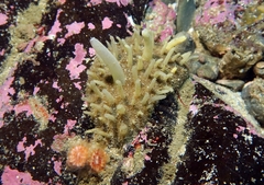 Polymastia penicillus