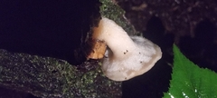 Polyporus tuberaster