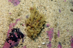 Polymastia penicillus