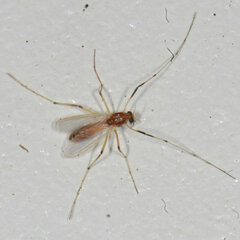 Chironomidae