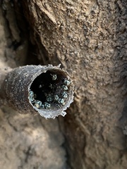 Nannotrigona testaceicornis