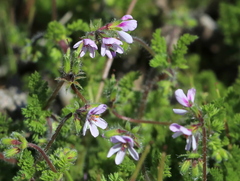 Pelargonium hirtum