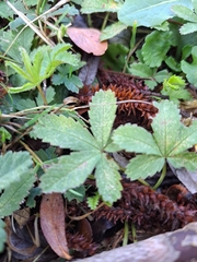 Potentilla reptans