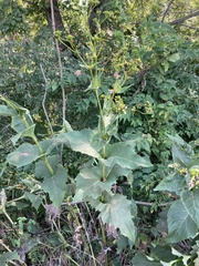 Silphium perfoliatum