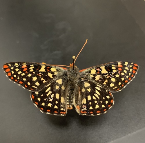 iNaturalist observation photo of Variable Checkerspot