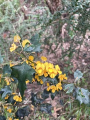 Podolobium ilicifolium