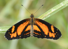 Castilia eranites