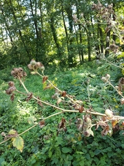 Arctium × ambiguum