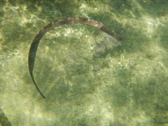 Syngnathus typhle
