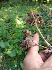 Arctium × ambiguum