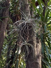Tillandsia pohliana