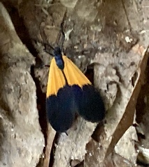 Lycomorpha pholus