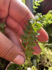 Pedicularis capitata
