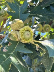 Quercus macrocarpa