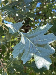 Quercus macrocarpa