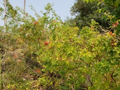Rosa californica