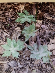 Hydrophyllum canadense