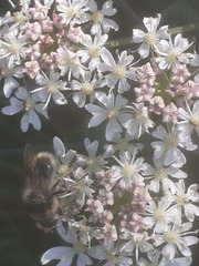 Cheilosia illustrata