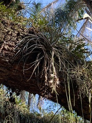 Tillandsia pohliana