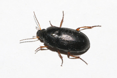 Amara familiaris