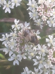 Cheilosia illustrata