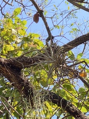 Tillandsia pohliana