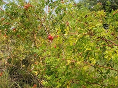 Rosa californica