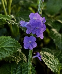 Stachytarpheta urticifolia