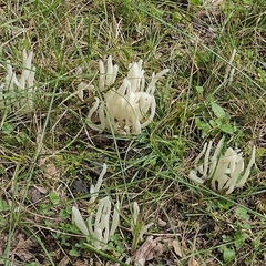 Clavaria fragilis
