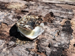 Ostrea lurida