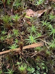 Polytrichastrum alpinum