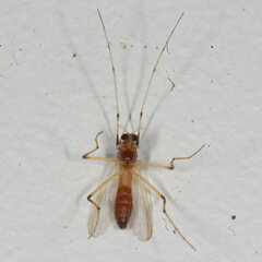 Chironomidae