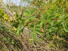 Rosa californica