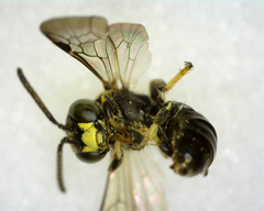 Protandrena andrenoides