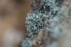 Aspergillus